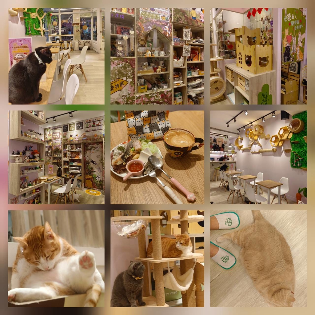 【中和.南勢角站】貓客廳 Cat Living Room Cafe。嚕貓聖地。有賣義賣品可幫助街貓